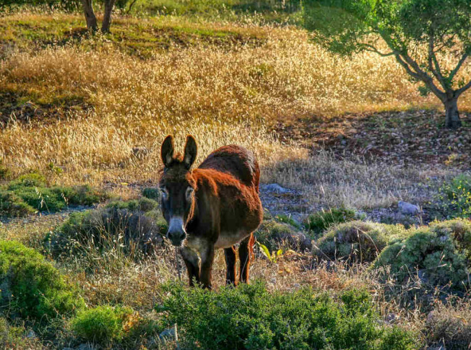 0030_Schoene Aussichten Touristik_Griechenland-pixabay-nature-3258422_1280
